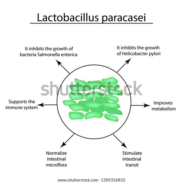 Useful Properties Lactobacillus Probiotic Lactobacillus Paracasei Stock Illustration 1309356832