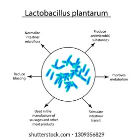 Useful Properties Of Lactobacillus. Probiotic. Lactobacillus Plantarum. Infographics. Illustration On Isolated Background.