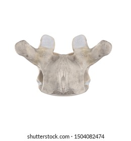 With using of our cutting edge human 3D model