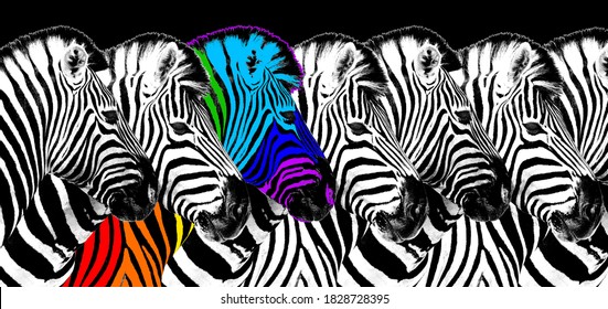 Usual & rainbow color zebra black background isolated, individuality concept, stand out from crowd, uniqueness symbol, independence, dissent, think different, creative idea, diversity, outstand, rebel