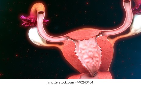 2,666 3d ovary Images, Stock Photos & Vectors | Shutterstock