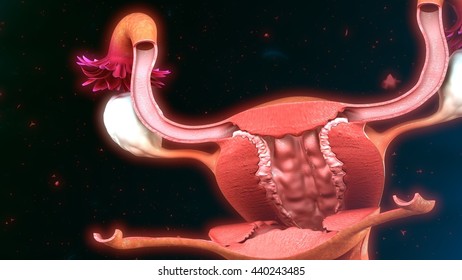 Uterus anatomy 3d illustration