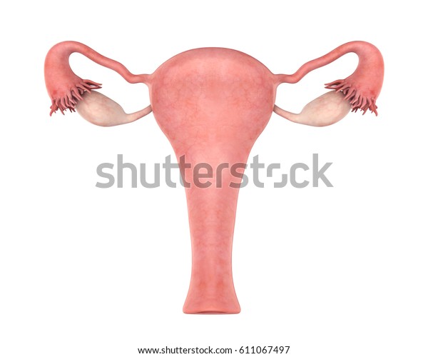 Uterus Female Reproductive System 3d Rendering Stock Illustration 611067497 9398