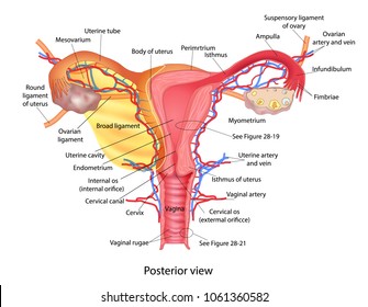 labeled vagina chart Labeled vagina chart