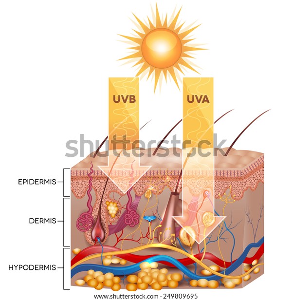 Uvb Uva Radiation Penetrate Into Skin Stock Illustration 249809695