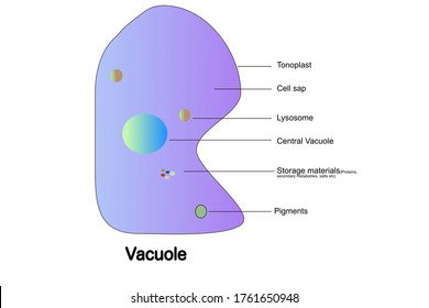 Vacuoles Hd Stock Images Shutterstock