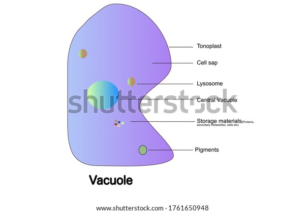 Vacuole Eukaryotic Cell Stock Illustration 1761650948