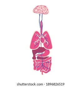 Vagus Nerve Anatomy Illustration Cartoon