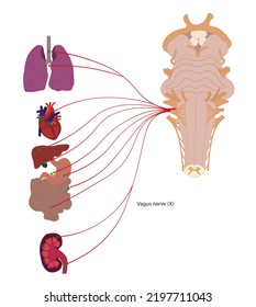 Vagus Nerve Illustration. Connection Of The Heart, Lung, Liver, Stomach, Intestine, Kidney, Pancreas And Gallbladder To Brainstrem With Nerve Number X. Ventral View Of Brainstrem. 