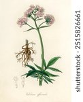 Valerian (Valeriana officinalis) illustration. Medical Botany (1836) by John Stephenson and James Morss Churchill. Vintage plant. Vintage art drawing illustration, old painting art print.