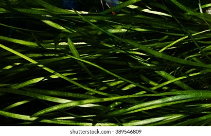 Vallisneria - Background