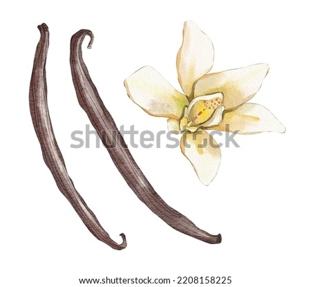 Vanilla bean with flower watercolour illustration isolated on white background