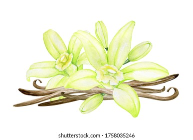 Vanilla Flower Bouquet, For Wedding Invitation, Cafes And Restaurants. Watercolor Flowers Of Vanilla Orchid, On An Isolated Background.