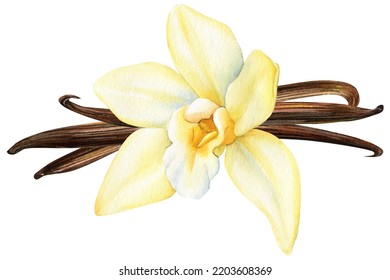 Vanilla Flower, Dried Beans And Leaves Watercolor Illustration. Orchid Isolated On White Background