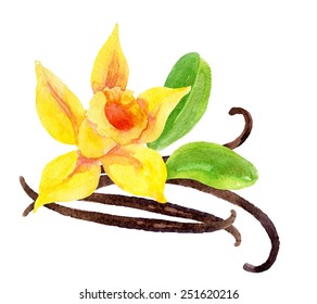 Vanilla Flower And Pods, Hand Painted Watercolor Illustration