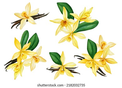 Vanilla Flower. Set Of Elements On An Isolated Background, Hand Drawing, Botanical Illustration