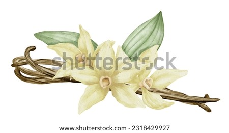 Vanilla Flower with Sticks and green leaves. Watercolor hand drawn illustration of yellow orchid Flower and pods on white isolated background. Drawing of ingredient for cooking spice or aroma oils.