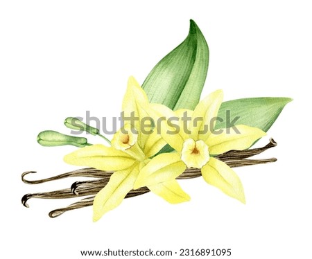 Vanilla flower, sticks, pods and leaves. Watercolor illustration drawn by hands. Ingredients for cookery and sweet baking. Organic healthy food. Isolated. For packaging design, menu, advertising
