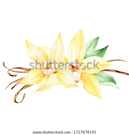 Vanilla orchid flower clipart for tropical wedding. Vanilla yellow flowers watercolor clipart. Vanilla Orchid flowers  with beans illustration 
