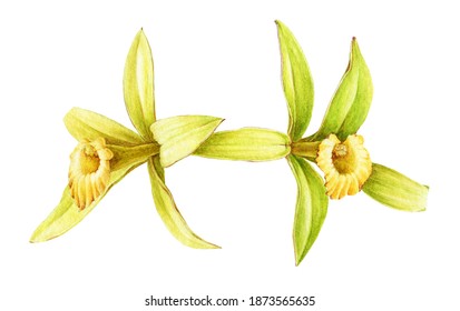 Vanilla Orchid Flower Watercolor Illustration. Hand Drawn Realistic Aroma Spice Plant. Yellow Orchid Tropical Plant Isolated On White Background. Vanilla Flowers Botanical Illustration. 