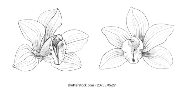 Vanilla Orchid Pencil Sketch. Set Of Isolated Flowers. Botanical Hand Drawn Scientific Illustration Of Exotic Plant. Collection Of Realistic Drawings In Black And White