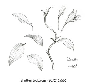 Vanilla Orchid. Set Of Isolated Elements: Flowers, Buds And Leaves. Pencil Sketch Of Exotic Plant. Botanical Hand Drawn Scientific Illustration. Collection Of Realistic Drawings In Black And White