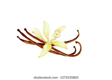 Vanilla Pods With Flower, Hand Drawn Watercolor Illustration.