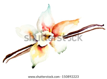 Vanilla pods and flower, watercolor illustration