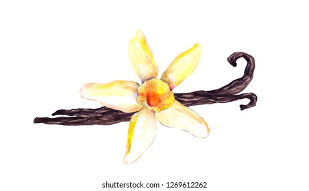 Vanilla Pods And Orchid Flower. Watercolor