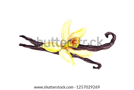 Vanilla pods and orchid flower. Watercolor