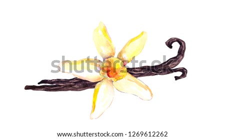 Vanilla pods and orchid flower. Watercolor
