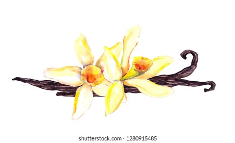 Vanilla Pods And Two Orchid Flowers. Watercolor