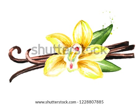 Vanilla yellow flower, pods and leaves. Watercolor hand drawn illustration,  isolated on white background