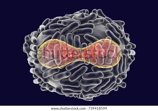 Variola virus, a virus from Orthopoxviridae\
family that causes smallpox, highly contagious disease eradicated\
by vaccination, 3D\
illustration