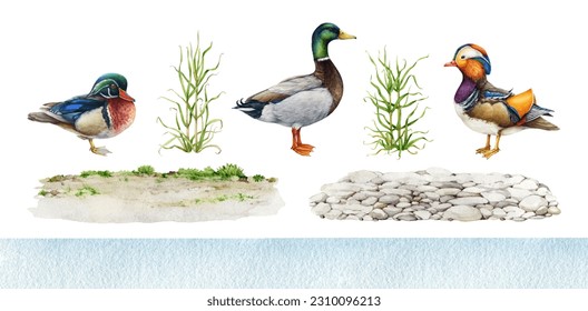Various ducks with nature elements and ground set. Vintage style watercolor illustration. Hand painted mallard, mandarin, wood duck, green grass, ground and water background