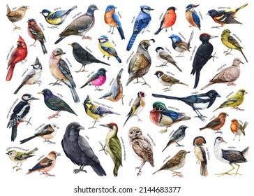 Diversas aves forestales acuarela ilustran un gran conjunto. Hand dibujó una colección realista de aves con nombres. Pájaros de madera, petirrojos, búho, urraca, garbanzos, guirnaldas, pájaro mojado, elementos jugosos. Gran variedad de aves forestales