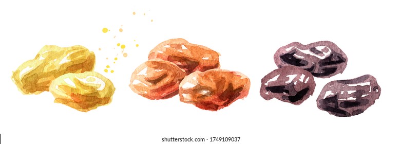 Various Raisins Set. Hand Drawn Watercolor Illustration, Isolated On White Background