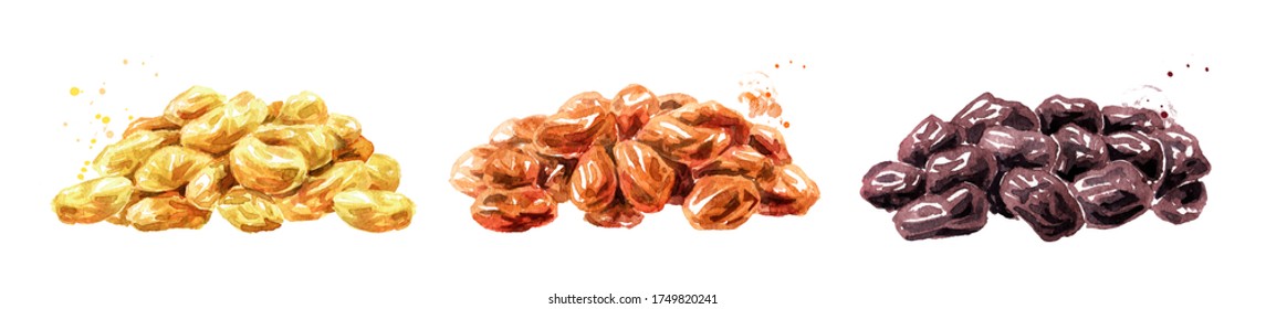 Various Raisins Set. Hand Drawn Watercolor Illustration Isolated On White Background