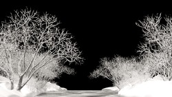 Various Winter Trees Surrounded Frozen Stream Clipping Path
