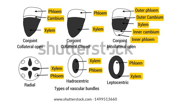 A vascular bundle is a part of the transport\
system in vascular\
plants