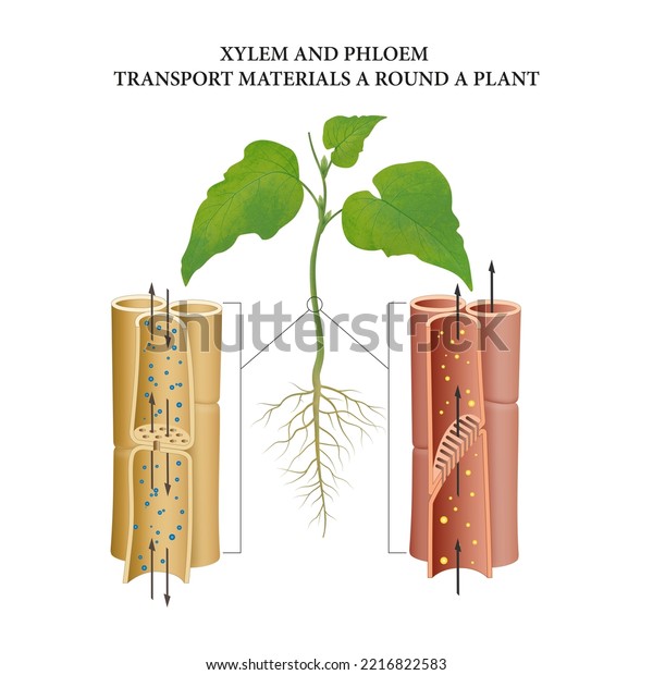 Vascular bundles of the plant\
stem