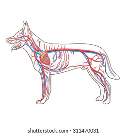 Animal Circulatory System Images, Stock Photos & Vectors | Shutterstock