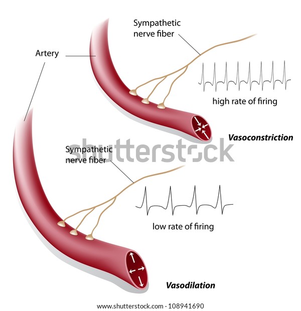 血管収縮と血管拡張の調節 のイラスト素材