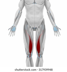 Vastus Medialis Muscles Anatomy Map Stock Illustration 317939948 