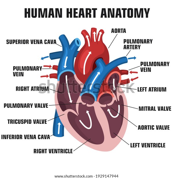 vector Education icon human heart anatomy.\
Stock photo human heart\
structure