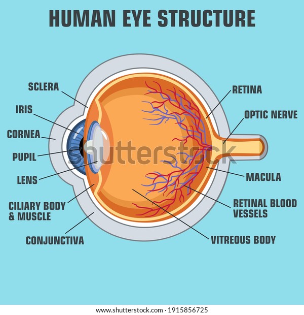 vector\
icon Human eye structure. Image eye anatomy\
poster
