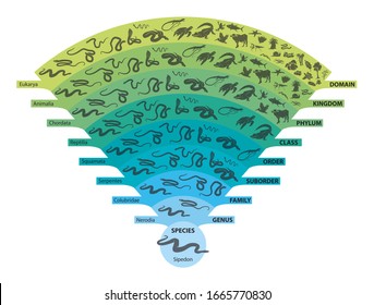Vector illustration of biological taxonomic ranks using snakes as an example. Educational chart showing the hierarchy from domain to species, with each level illustrated through various snake types