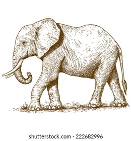 vector illustration of engraving elephant on white background