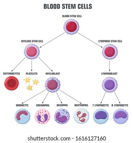 vector Medical icon blood stem cells. Image blood cells structure. Illustration blood stem cells in flat style