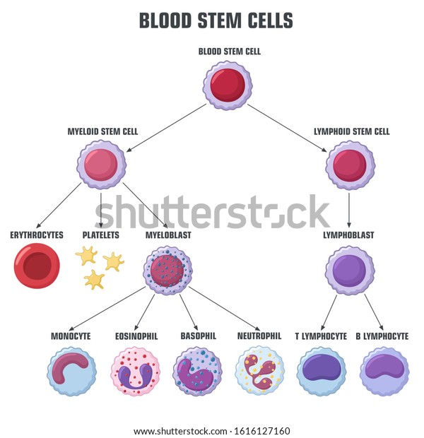 Vector Medical Icon Blood Stem Cells Stock Illustration 1616127160